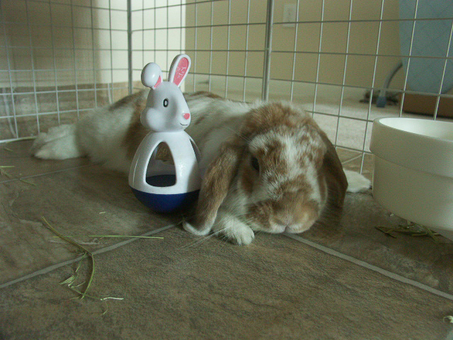 with his bunny bounce-back toy (5/2004)