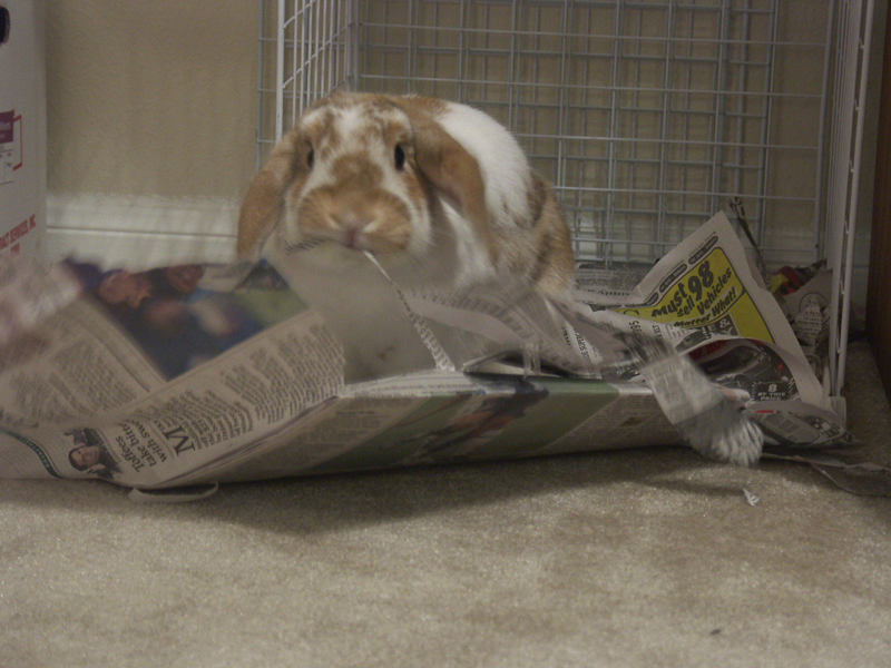 He loved tearing newspaper to shreds.  In fact he could tear newspaper into tiny pieces of confetti. (8/2004)