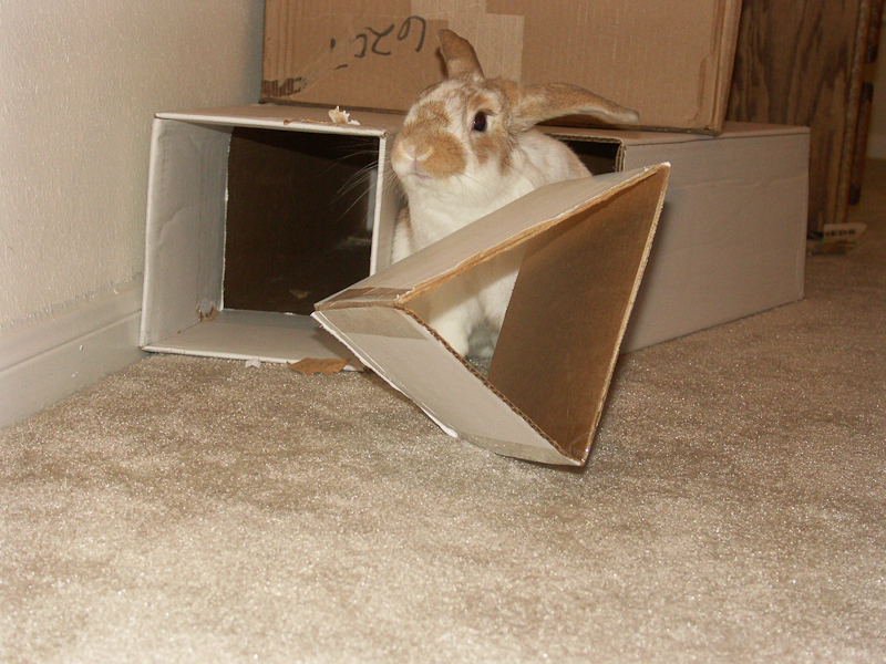 Milo throwing around cardboard (2/2005)