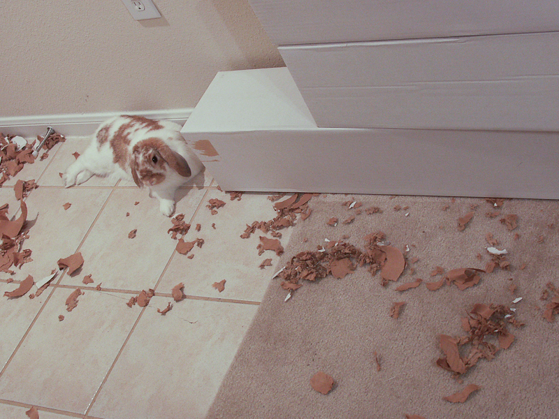 I brought these cardboard box-tubes home from work for Milo and he tore them to shreds.  The funniest was when he would break through the top and poke his head out.  (4/2005)