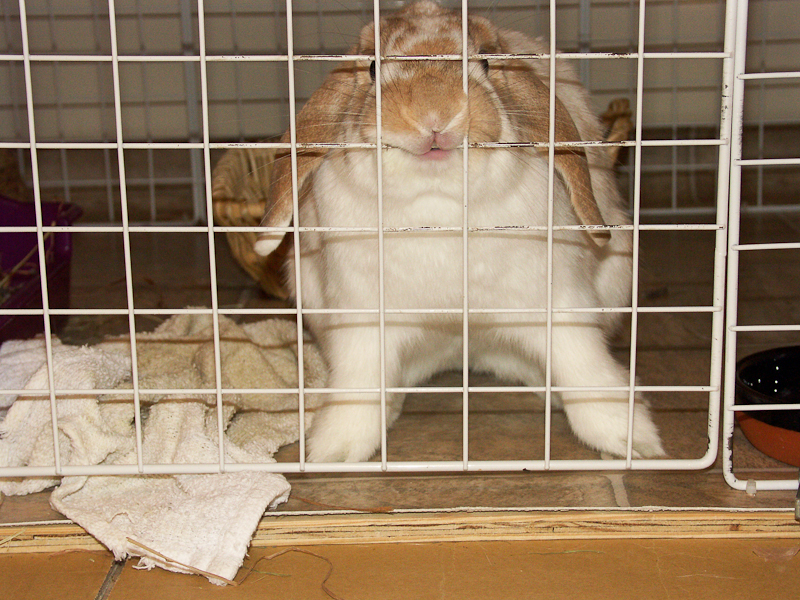 When Milo wanted to get out of his cage, he would grab hold of the door and shake with all his might.  (8/2005)