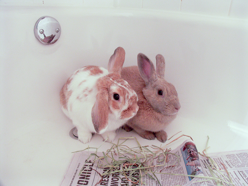 Bonding new bunny buddies