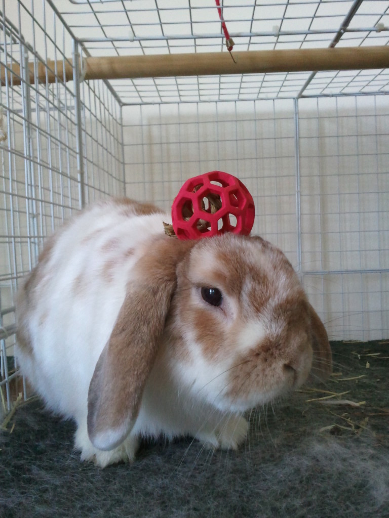 Ever seen the bunny with a pancake on his head?  We tried putting toys on Milo's head.  He did not approve.  (11/2011)