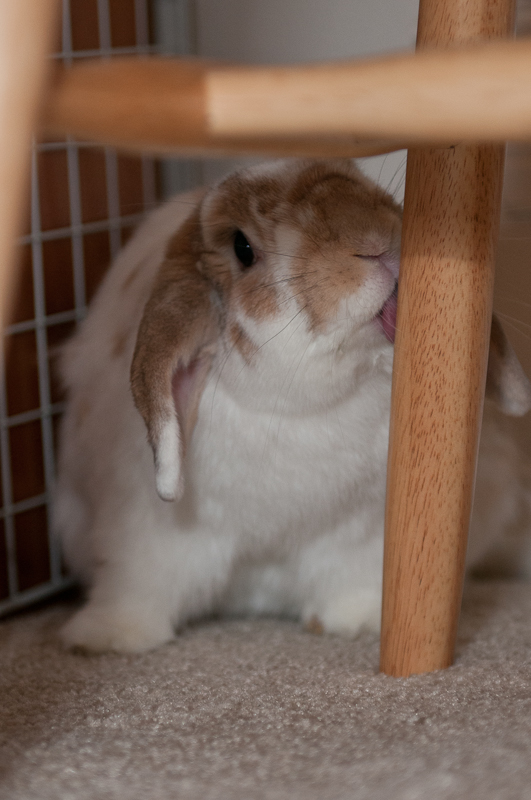 Little bunny tongue (11/2011)