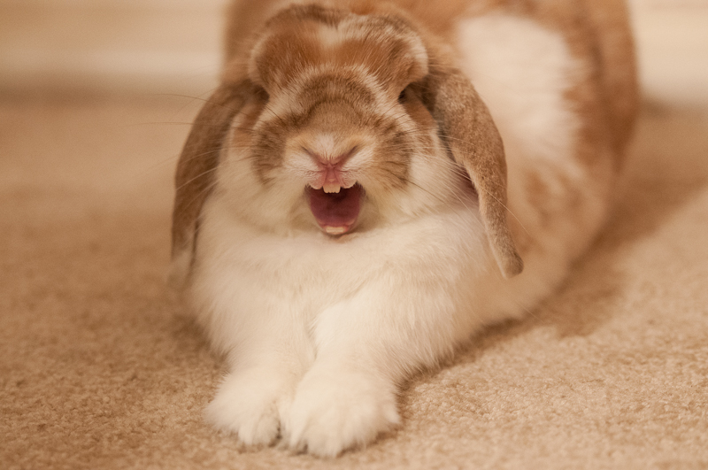 Ferocious bunny yawn while in race-car-mode (12/2011)