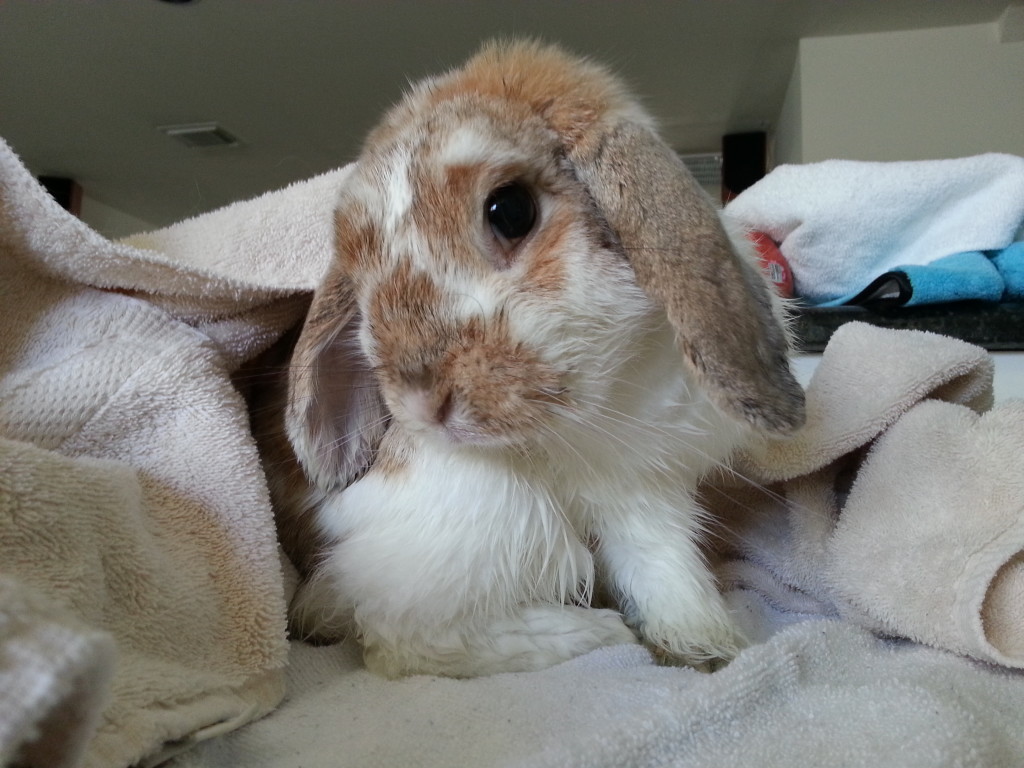 Milo after a bath.  Healthy bunnies don't need baths, but hospice bunnies need them occasionally.  (1/2013)