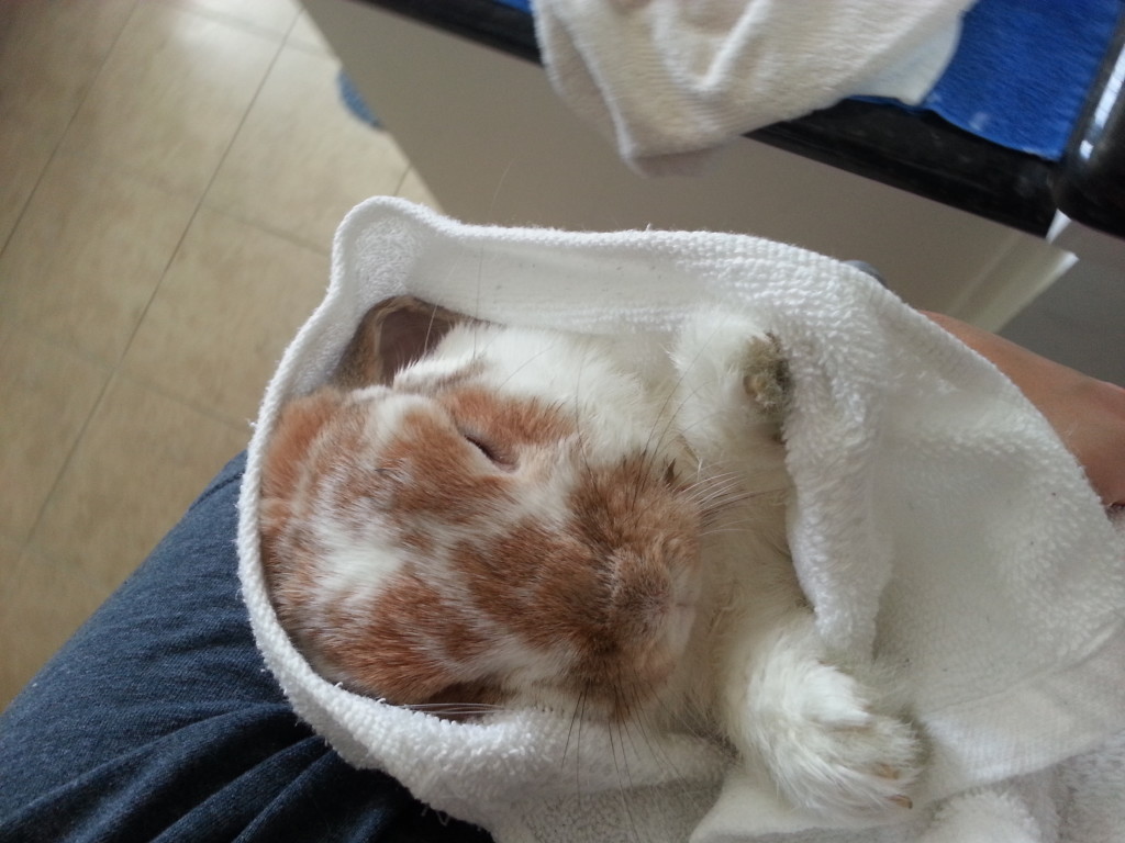 Wrapped up in a bunny burrito.  (1/2013)