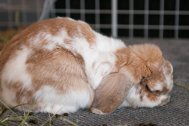 Sick Milo, exhausted and sleeping away the days.  (2/2013)